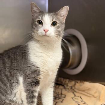Smokey -  Domestic Short Hair Cat for Adoption in Fort Smith, Arkansas - Smokey | PetCurious