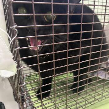 Prudence -  Domestic Short Hair Cat for Adoption in Philadelphia, Pennsylvania - Prudence | PetCurious