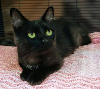 Celine -  Domestic Short Hair Cat for Adoption in Hamilton, Ontario - Celine | PetCurious