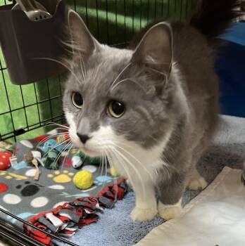 Simon -  Domestic Short Hair Cat Available for Adoption in Blasdell, New York - Simon | PetCurious
