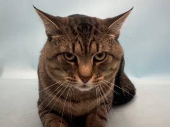 Brock -  Domestic Short Hair Cat for Adoption in Golden Valley, Minnesota - Brock | PetCurious