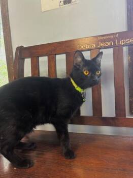 Domestic Short Hair Cats Available for Adoption in Lafayette, Indiana - Lenny | PetCurious