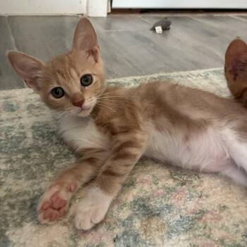Whiskerina -  Domestic Short Hair Cat for Adoption in Bulverde, Texas - Whiskerina | PetCurious