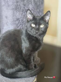 Rescue Domestic Short Hair Cats for Adoption in Shakespeare, Ontario - Dino | PetCurious