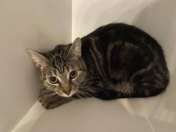 Ducky -  Domestic Short Hair Cat for Adoption in Ferndale, Michigan - Ducky | PetCurious