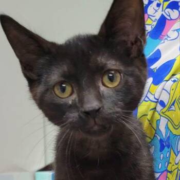 Ike -  Domestic Short Hair Cat for Adoption in Mazon, Illinois - Ike | PetCurious