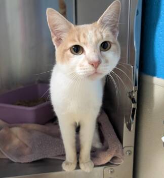Reggie -  Domestic Short Hair Cat for Adoption in Ellijay, Georgia - Reggie | PetCurious
