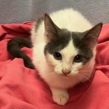Tank -  Domestic Short Hair Cat for Adoption in Green Valley, Arizona - Tank | PetCurious