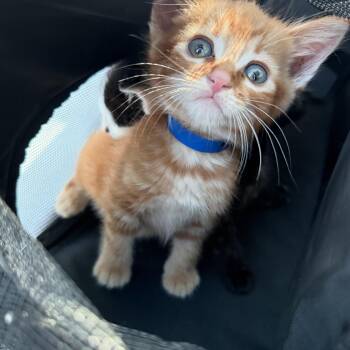Cheeto -  Tabby Cat for Adoption in Atlanta, Georgia - Cheeto | PetCurious