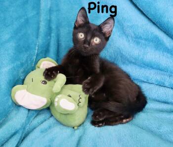Ping -  Bombay Cat for Adoption in St. Augustine, Florida - Ping | PetCurious