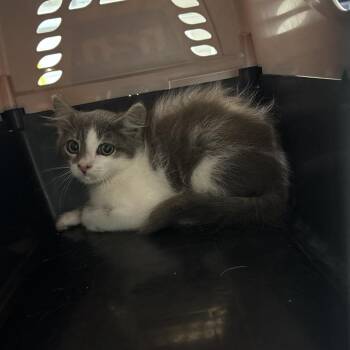 Sabrina -  Domestic Medium Hair Cat for Adoption in Milton, Florida - Sabrina | PetCurious
