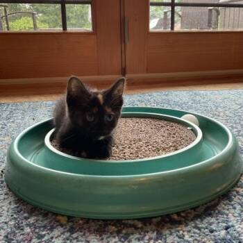 Nutmeg -  Domestic Short Hair Cat for Adoption in Janesville, Wisconsin - Nutmeg | PetCurious