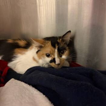Cardi B -  Domestic Medium Hair Cat for Adoption in Council Bluffs, Iowa - Cardi B | PetCurious