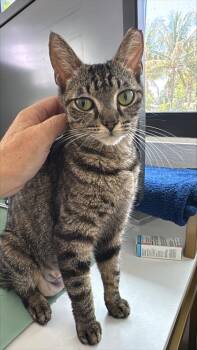 Nala -  Domestic Short Hair Cat for Adoption in Fort Worth, Texas - Nala | PetCurious