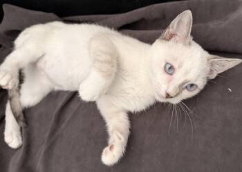 Niah -  Siamese and Domestic Short Hair Cat for Adoption in Fayetteville, Georgia - Niah | PetCurious