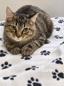 Curley -  Domestic Medium Hair Cat for Adoption in Oviedo, Florida - Curley | PetCurious