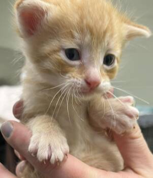 Flint -  Domestic Short Hair Cat for Adoption in Saint Clairsville, Ohio - Flint | PetCurious