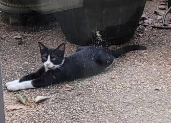 Bruce -  Domestic Short Hair Cat for Adoption in Horn Lake, Mississippi - Bruce | PetCurious