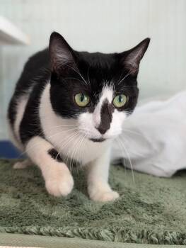 Domestic Short Hair Cats Available for Adoption - Lita | PetCurious