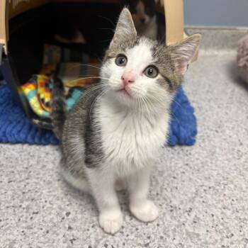 26-322 Missy -  Domestic Short Hair Cat for Adoption in North Branford, Connecticut - 26-322 Missy | PetCurious