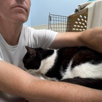 Peakie -  Domestic Short Hair Cat for Adoption in League City, Texas - Peakie | PetCurious