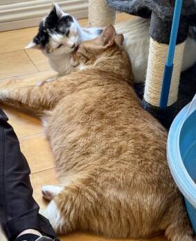 Tom and Jeri -  Tabby and Calico Cat for Adoption in Mission Viejo, California - Tom And Jeri | PetCurious