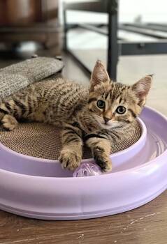 Brownie -  Domestic Short Hair Cat for Adoption in Winnipeg, Manitoba - Brownie | PetCurious
