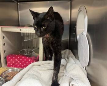 Domestic Short Hair Cats Available for Adoption in Moreno Valley, California - A550814 | PetCurious