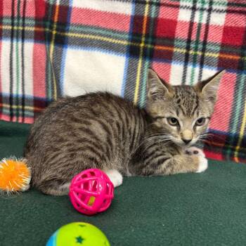Torin -  Domestic Short Hair Cat for Adoption in Hawthorne, California - Torin | PetCurious