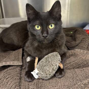 Domestic Short Hair Cats Available for Adoption in Lake Tapwingo, Missouri - Slinky | PetCurious