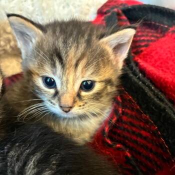 Piper -  Domestic Short Hair Cat Available for Adoption in Mebane, North Carolina - Piper | PetCurious