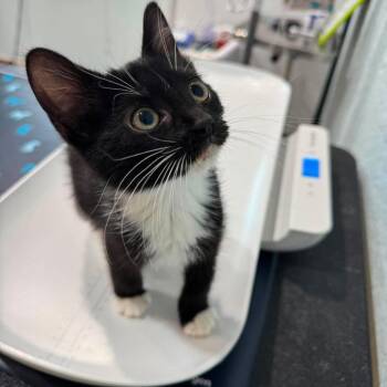 Cora -  Domestic Medium Hair Cat for Adoption in Pinellas Park, Florida - Cora | PetCurious