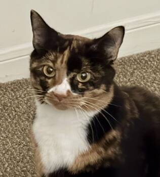 Hazel -  Calico Cat for Adoption in Johnson City, Tennessee - Hazel | PetCurious