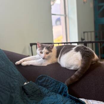 Rescue Domestic Short Hair Cats for Adoption in Pittsburgh, Pennsylvania - Bonsai | PetCurious