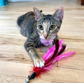 Watermelon Sugar -  Torbie and Domestic Short Hair Cat for Adoption in Friendswood, Texas - Watermelon Sugar | PetCurious