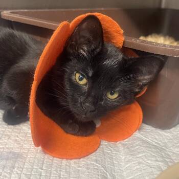 Angel Hair -  Domestic Short Hair Cat for Adoption in Mentor, Ohio - Angel Hair | PetCurious