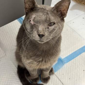 Tony -  Russian Blue Cat for Adoption in Baytown, Texas - Tony | PetCurious