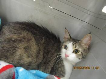 Lucky(608) -  Domestic Medium Hair Cat for Adoption in Marietta, Georgia - Lucky(608) | PetCurious