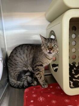 Theo -  Domestic Short Hair Cat for Adoption in Lafayette, Indiana - Theo | PetCurious