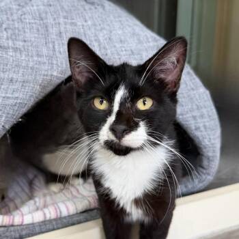 Brigadier Gubbins -  Domestic Short Hair Cat for Adoption in State College, Pennsylvania - Brigadier Gubbins | PetCurious