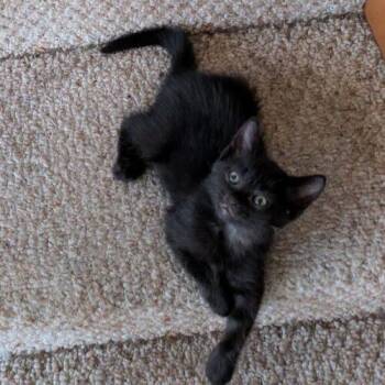 Joey from Friends -  Domestic Short Hair Cat for Adoption in Tampa, Florida - Joey From Friends | PetCurious