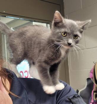 Grey Fin -  Domestic Short Hair Cat for Adoption in Hopkinsville, Kentucky - Grey Fin | PetCurious
