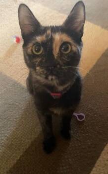 Domestic Short Hair Cats Available for Adoption - Alexis | PetCurious