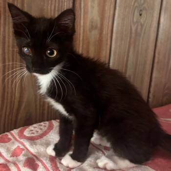 Rescue Domestic Short Hair Cats for Adoption in Lenexa, Kansas - Sedona | PetCurious