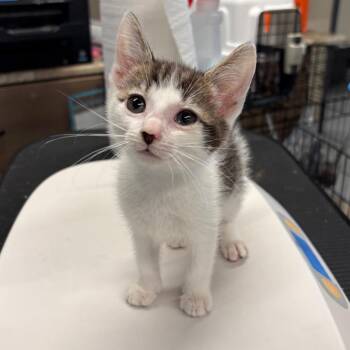 Lida Bida Boda Butt -  Domestic Short Hair Cat for Adoption in Huntington, West Virginia - Lida Bida Boda Butt | PetCurious
