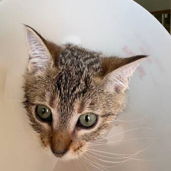 Pilot -  Domestic Medium Hair Cat for Adoption in Leander, Texas - Pilot | PetCurious