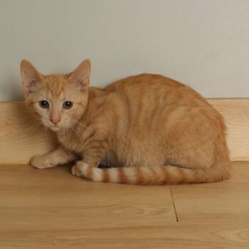 Rescue Domestic Short Hair Cats for Adoption in Minnetonka, Minnesota - Maccus C66110 | PetCurious