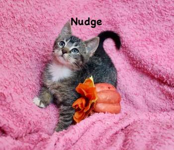 Nudge -  Tabby and Abyssinian Cat for Adoption in St. Augustine, Florida - Nudge | PetCurious