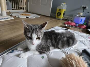 Domestic Short Hair Cats Available for Adoption - Ursa Major | PetCurious