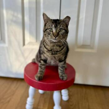 Domestic Short Hair Cats Available for Adoption - Milo | PetCurious